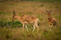 130 Masai Mara, hartenbeesten